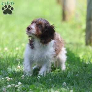 Taffy, Cavapoo Puppy